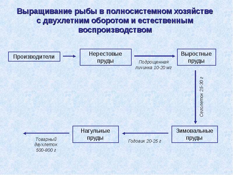 Схема рыбоводного хозяйства