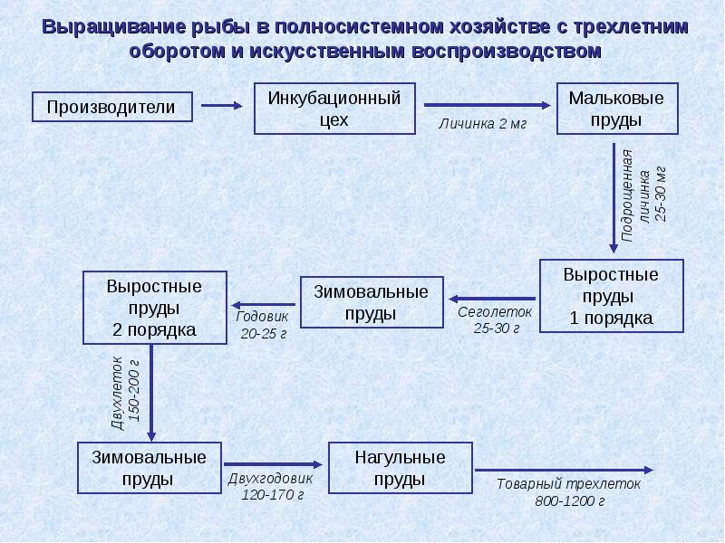 Схема рыбоводного хозяйства