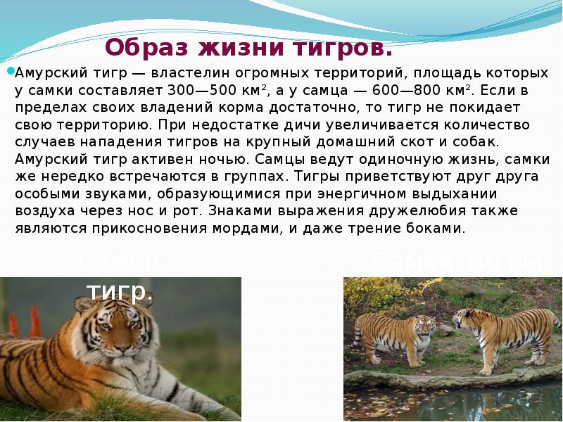 Проект о тигре