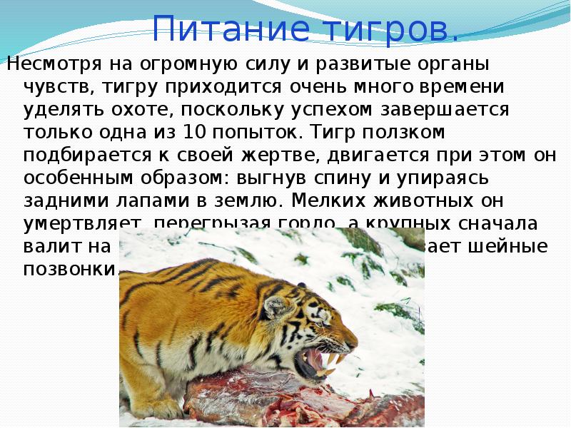 Амурские тигры презентация