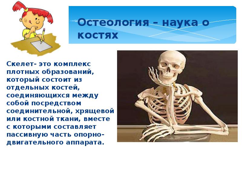 Скелет состоит из хрящевой ткани. Остеология. Кости человека для презентации. Остеология кости. Остеология анатомия.