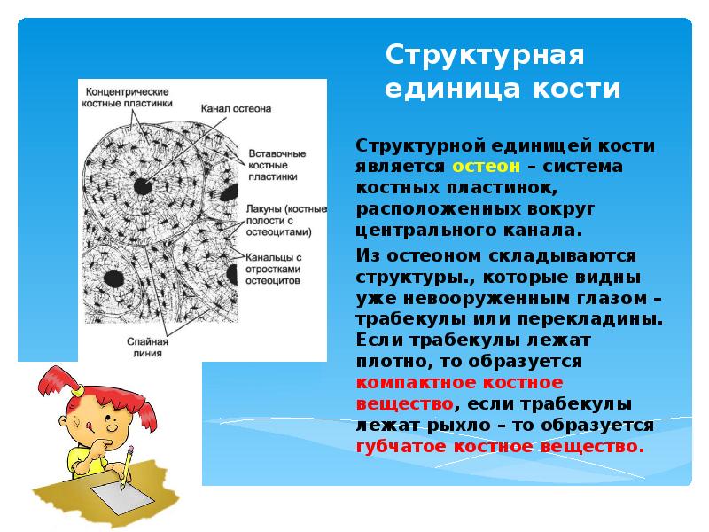 Структурная единица кости остеон