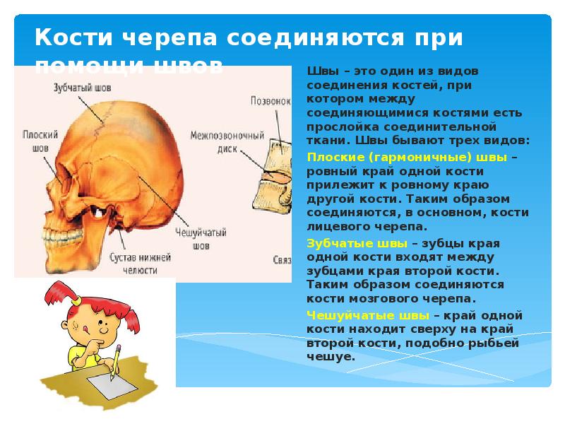 Кости и швы черепа