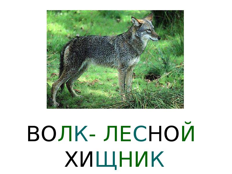 Волк презентация. Подпись волк. Волк Лесной описание. Спасибо за внимание для презентации волк. Лесные жители для детей волк.