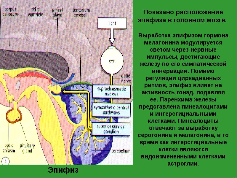 Центральные органы эндокринной системы гистология. Центральные органы эндокринной системы гистология