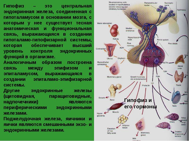 Эндокринология гормоны. Строение и функции гипофиза эндокринной системы. Схема действия гипоталамо-гипофизарной системы гормоны.