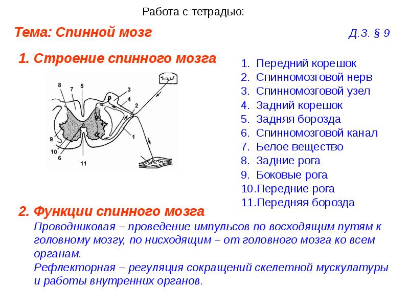 Спинальный ганглий рисунок