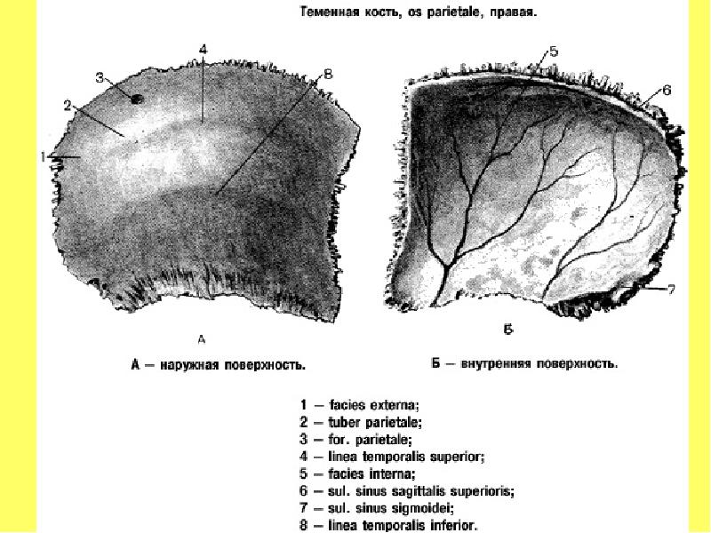 Усиление рисунка сосудистых борозд черепа - 84 фото