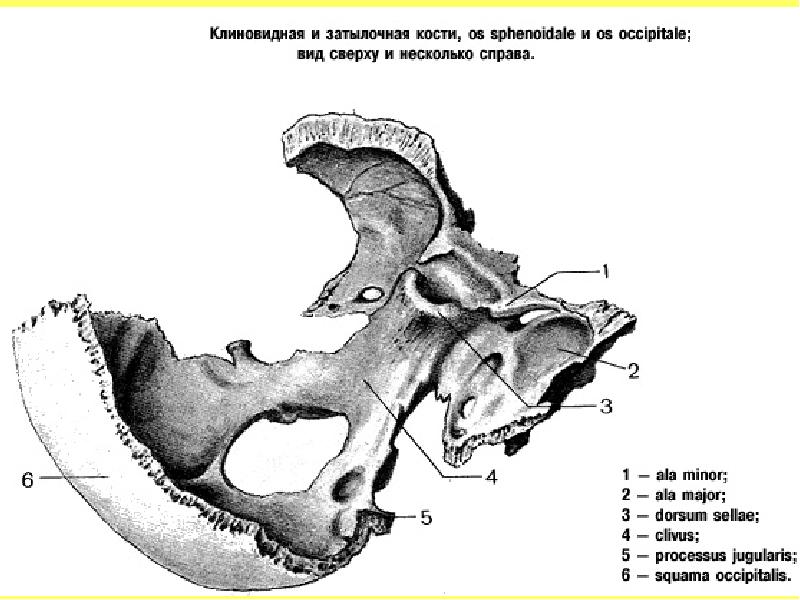 Клиновидная кость черепа рисунок