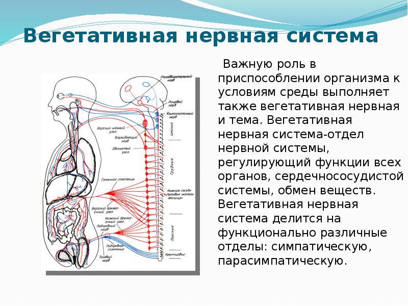 Краткие анатомо физиологические сведения об организме человека презентация