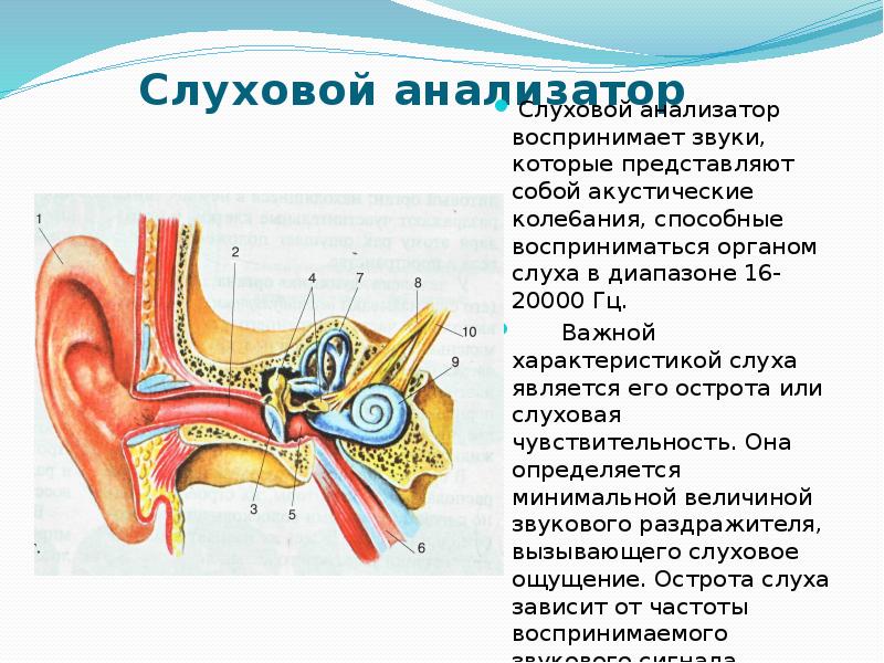 Схема слухового анализатора