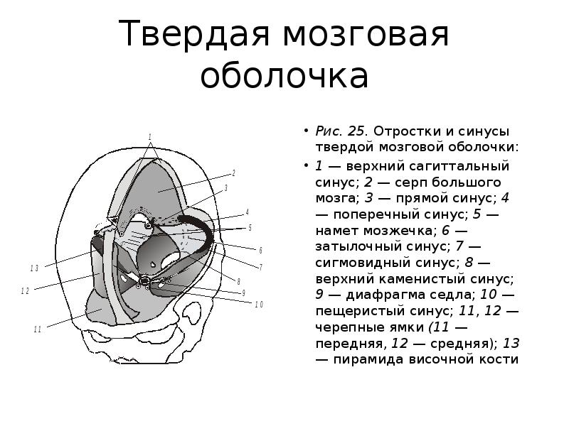 Синусы твердой оболочки мозга. Мозговой намет анатомия. Отростки и синусы твердой оболочки. Отростки твердой мозговой оболочки.