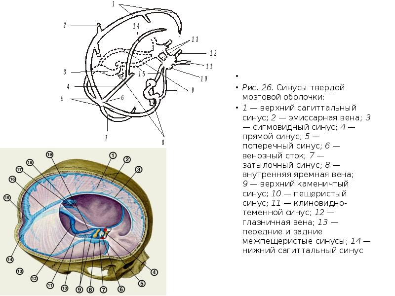 Схема синусов головного мозга