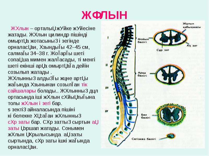 Орталық жүйке жүйесі презентация