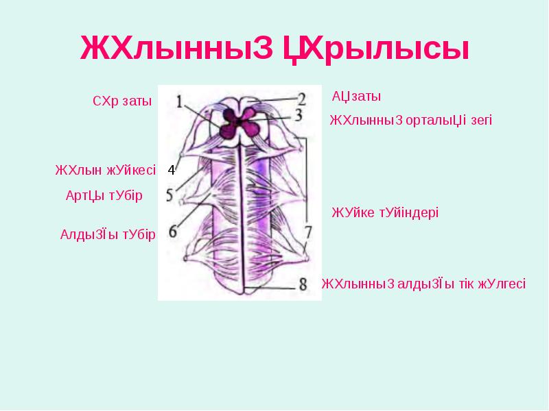 Орталық жүйке жүйесінің құрылысы мен қызметі презентация