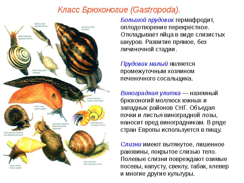 Тип моллюски класс брюхоногие и класс двустворчатые моллюски презентация 7 класс