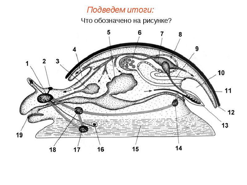 Органы улитки схема