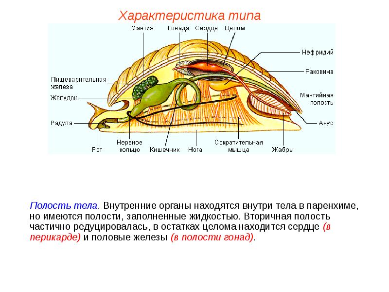 Тип моллюски класс брюхоногие и класс двустворчатые моллюски презентация 7 класс