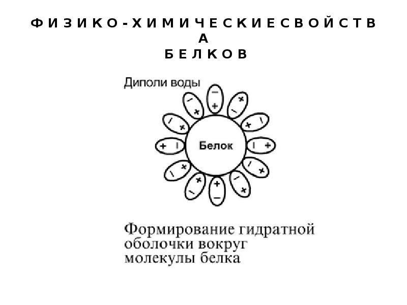 Оболочка белка. Гидратная оболочка белковой молекулы. Гидратная оболочка вокруг белка. Гидратная оболочка белка функции. Гидроцеанная оболочка.