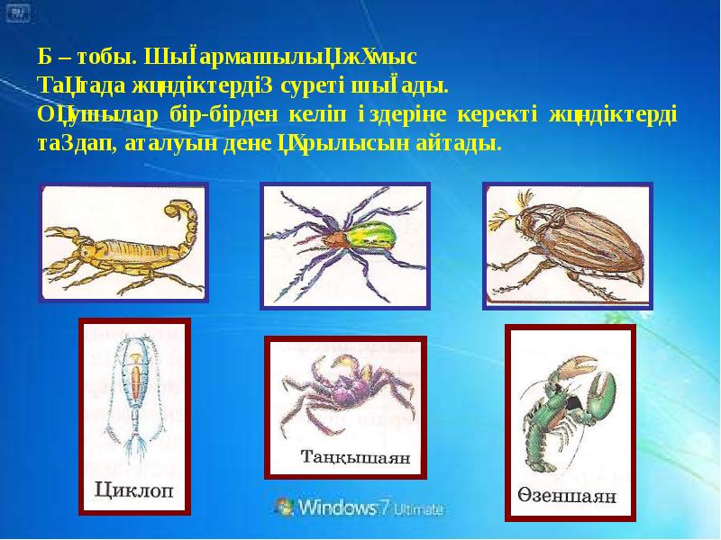 Жәндіктер тех карта балабақшада