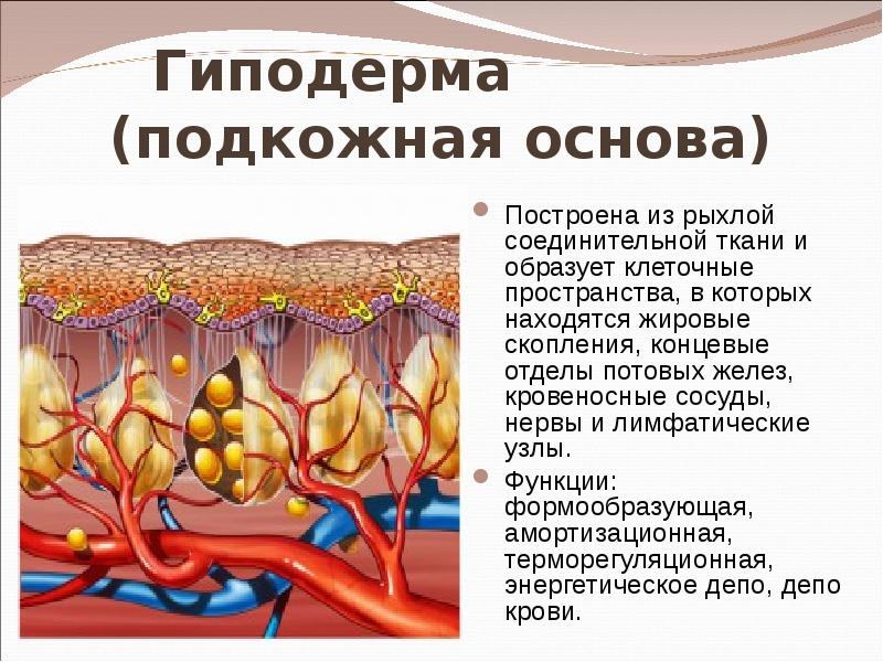 Кровеносные сосуды кожи участвуют в терморегуляции. Гиподерма это подкожная жировая клетчатка. Функции подкожная жировая клетчатка гиподерма. Подкожно-жировая клетчатка (гиподерма). Строение подкожно жировой клетчатки.