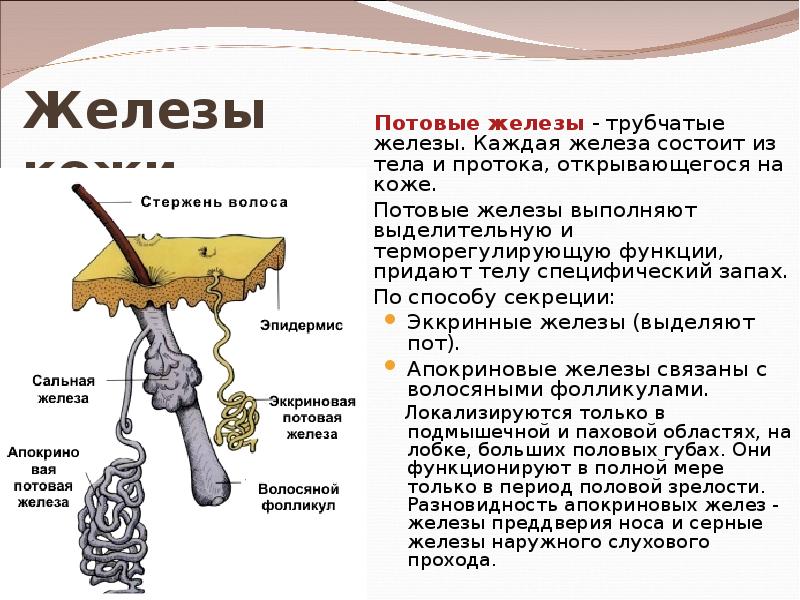 За что отвечает железа. Потовые железы строение и функции. Кожа потовые железы строение и функции. Функции потовых желез кожи. Потовые железы в коже человека.