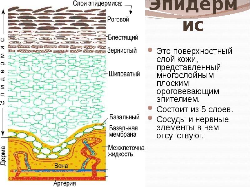 Слои эпидермиса