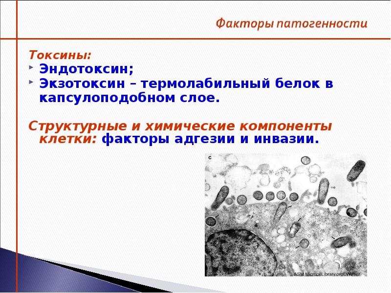 Токсины риккетсий. Факторы патогенности риккетсий Провачека. Риккетсии морфология. Риккетсии микробиология презентация. Риккетсии биохимические свойства.