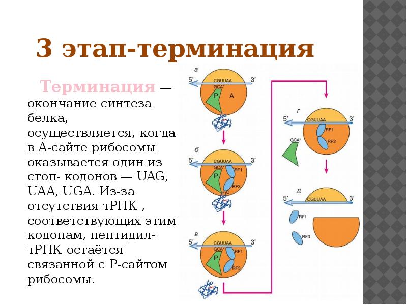 Терминация у эукариот. Стадия терминации синтеза белка. Терминация трансляции у эукариот. Терминация транскрипции у эукариот.