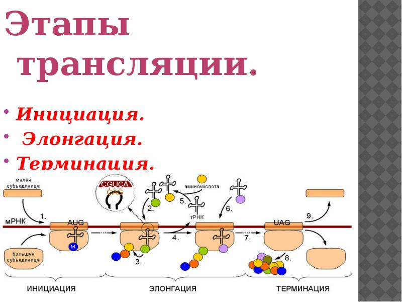 Этапы трансляции