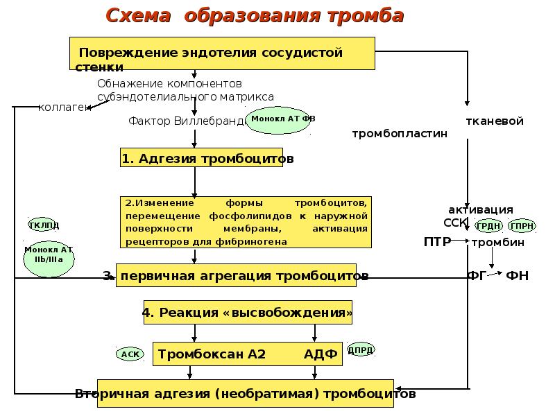 Схема образования фибринового тромба