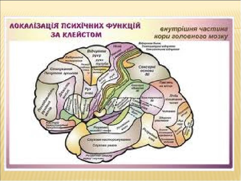 Локализационная карта клейста