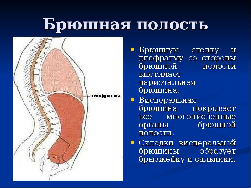 Абдоминальный это. Париетальный и висцеральный листки брюшины. Париетальная и висцеральная брюшина. Париетальный листок брюшины.