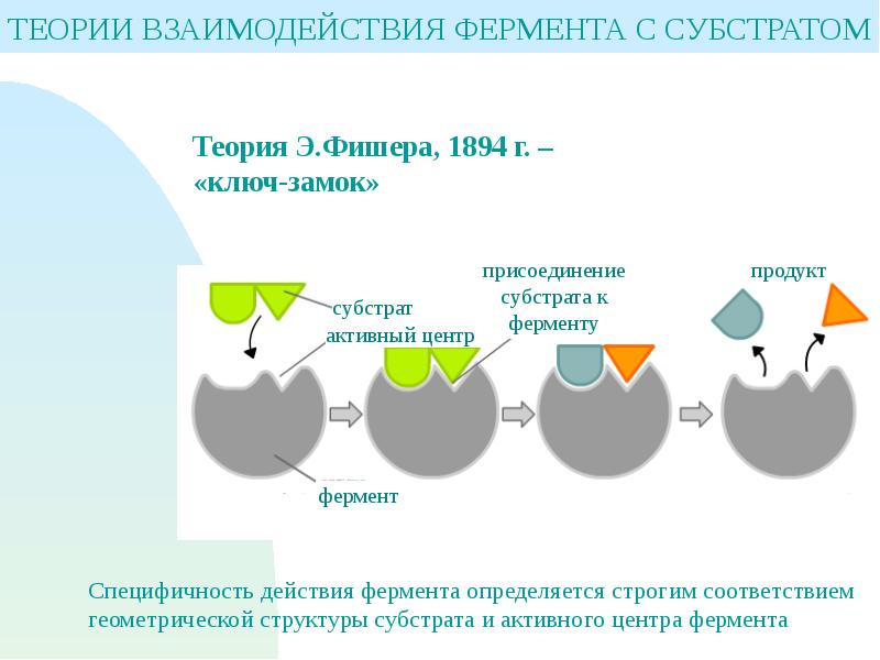 Строение фермента схема