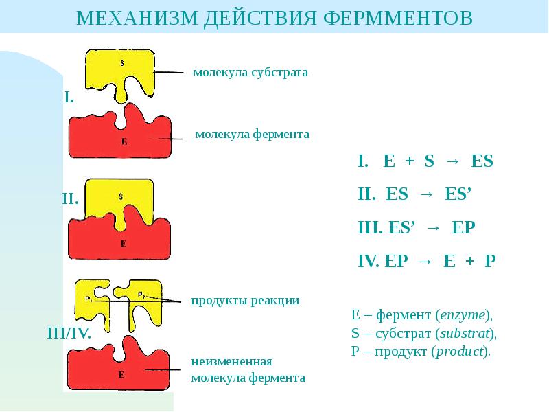 Схема работы фермента