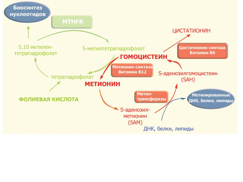 Фолиевый цикл. Гомоцистеин схема метаболизма. Метаболизм фолиевой кислоты схема. Фолатный цикл биохимия. Обмен фолиевой кислоты в организме схема.