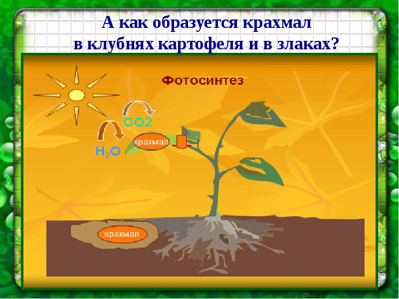 В результате фотосинтеза образуются крахмал. Где образуется крахмал. Крахмал в растениях.