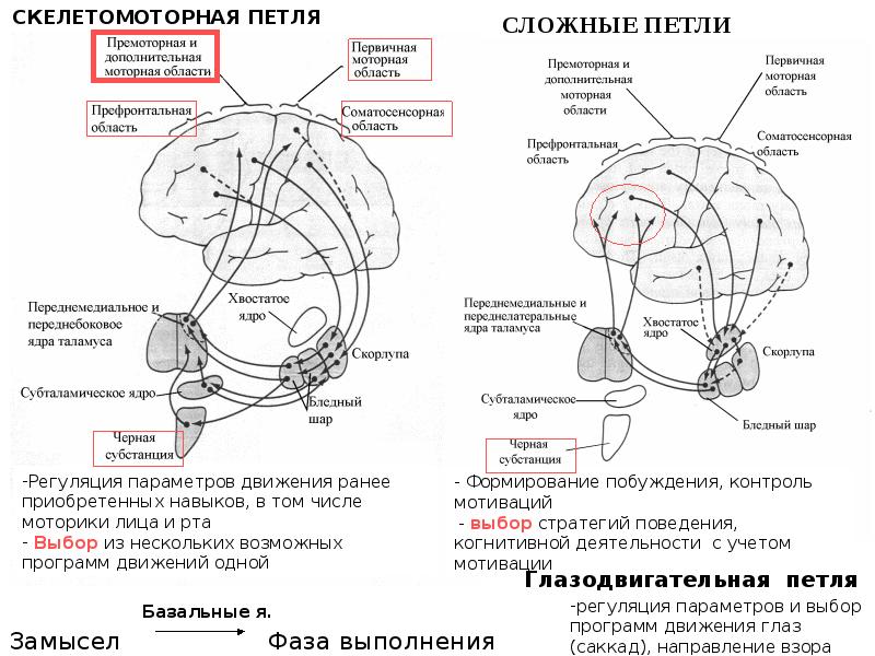 Базальные ганглии схема