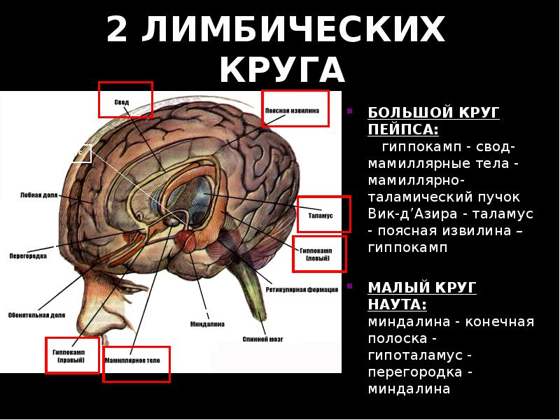 Базальные ганглии мозга. Базальные ганглии головного мозга анатомия. Базальные ганглии и лимбическая система. Лимбическая система и базальные ганглии мозг. Базальные ядра лимбической системы.