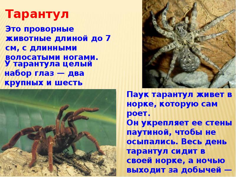 Презентация жизнь 4 класс плешаков. Сообщение о животных пустыни. Доклад о животных пустыни. Животные пустыни рассказ. Сообщение о животных пустыни 4 класс.