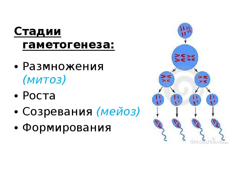Полярное тельце результат фазы размножения овоцит первого. Первое деление мейоза в сперматогенезе. Фазы развития половых клеток гаметогенез сперматогенез овогенез. Половое размножение. Этапы мейоза". Фазы гаметогенеза схема.