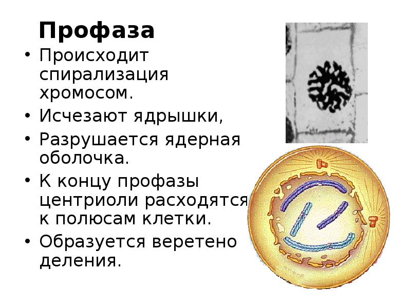 Исчезновение границ ядра спирализация хромосом. Спирализация хромосом исчезновение ядерной оболочки. Профаза спирализация хромосом. Спирализация хромосом происходит в. В профазе происходит спирализация хромосом.