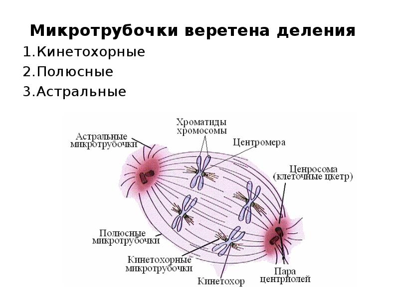 Разрушение нитей веретена деления растворение ядерной оболочки