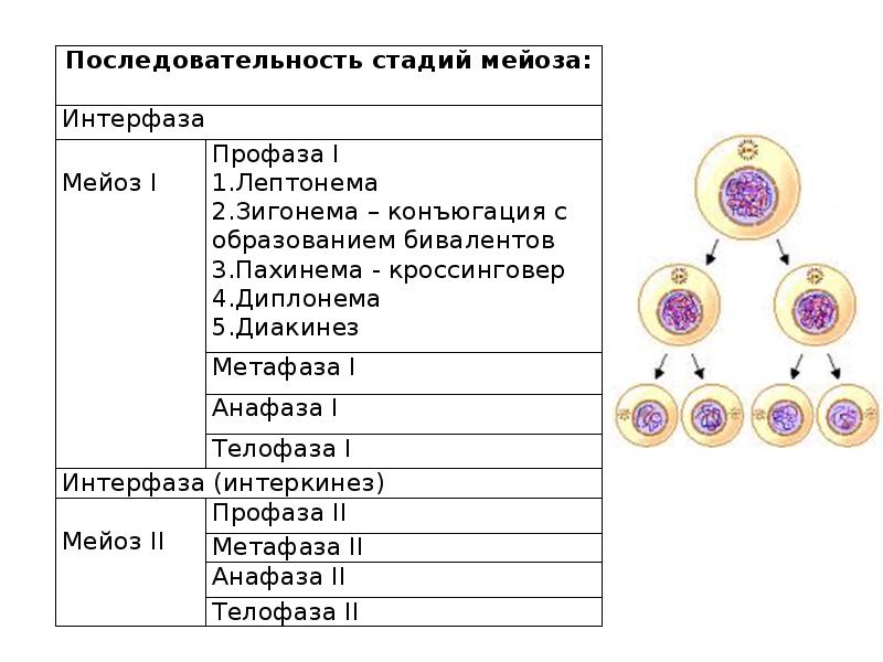 Индивидуальное развитие организма онтогенез презентация