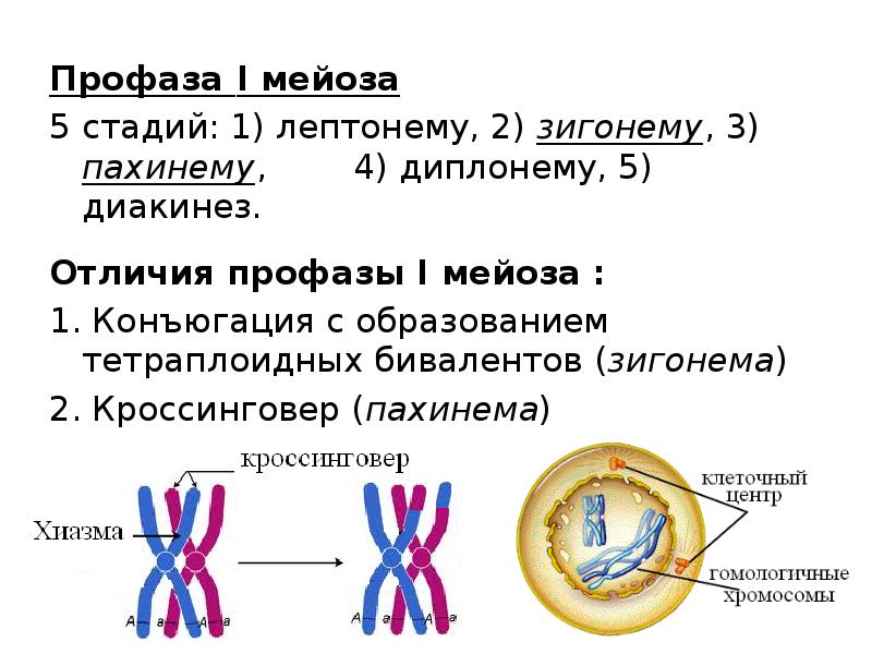 В профазе происходит спирализация хромосом. Фазы профазы 1 мейоза. 5 Стадий профазы 1 мейоза. Этапы профазы 1 мейоза. Профаща 1 5 стадий.