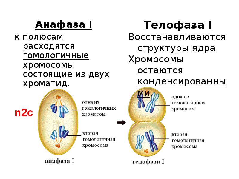 Расхождение сестринских хроматид к полюсам клетки мейоз