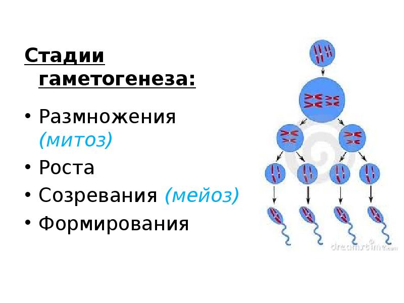 Схема гаметогенеза у человека