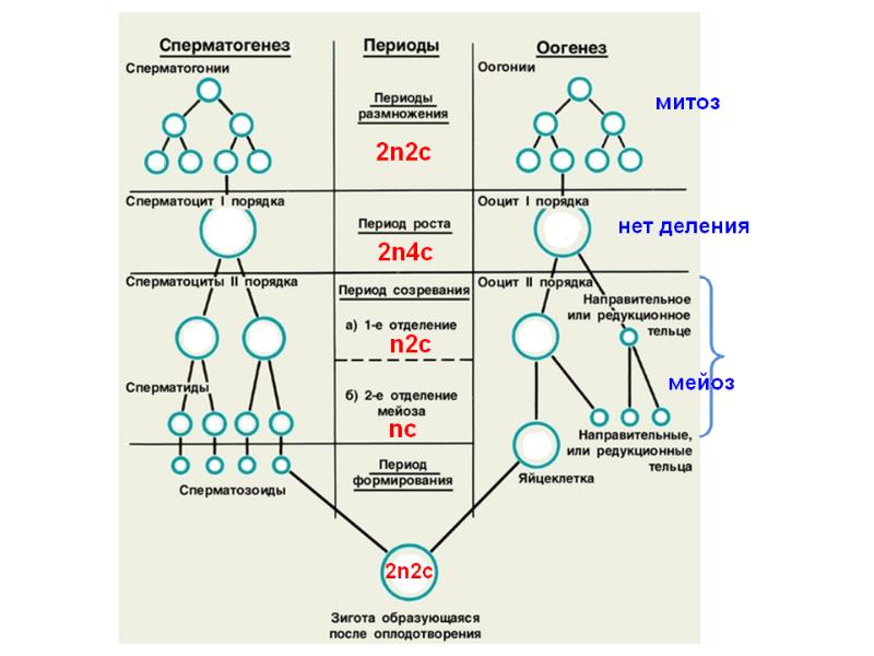 Установите последовательность изменений происходящих с хромосомами. Периоды сперматогенеза таблица. Схема процесса сперматогенеза. Оогенез и сперматогенез набор хромосом. Период созревания сперматогенез.