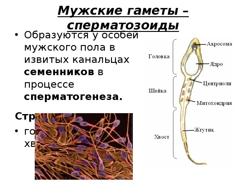 Мужская гамета женская гамета оплодотворение