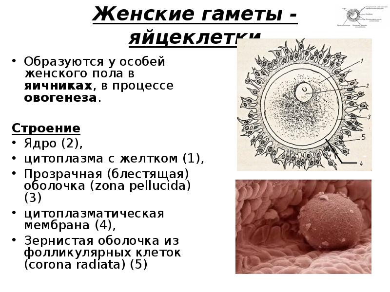 Яйцеклетка рисунок с подписями